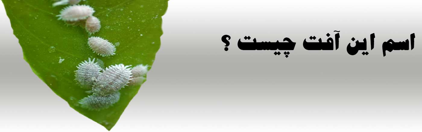 %d8%a7%d8%b3%d9%85 %d8%a7%db%8c%d9%86 %d8%a2%d9%81%d8%aa %da%86%db%8c%d8%b3%d8%aa %d8%b4%d9%be%d8%b4%da%a9 %d8%a2%d8%b1%d8%af %d8%a2%d9%84%d9%88%d8%af - اسم این آفت چیست ؟