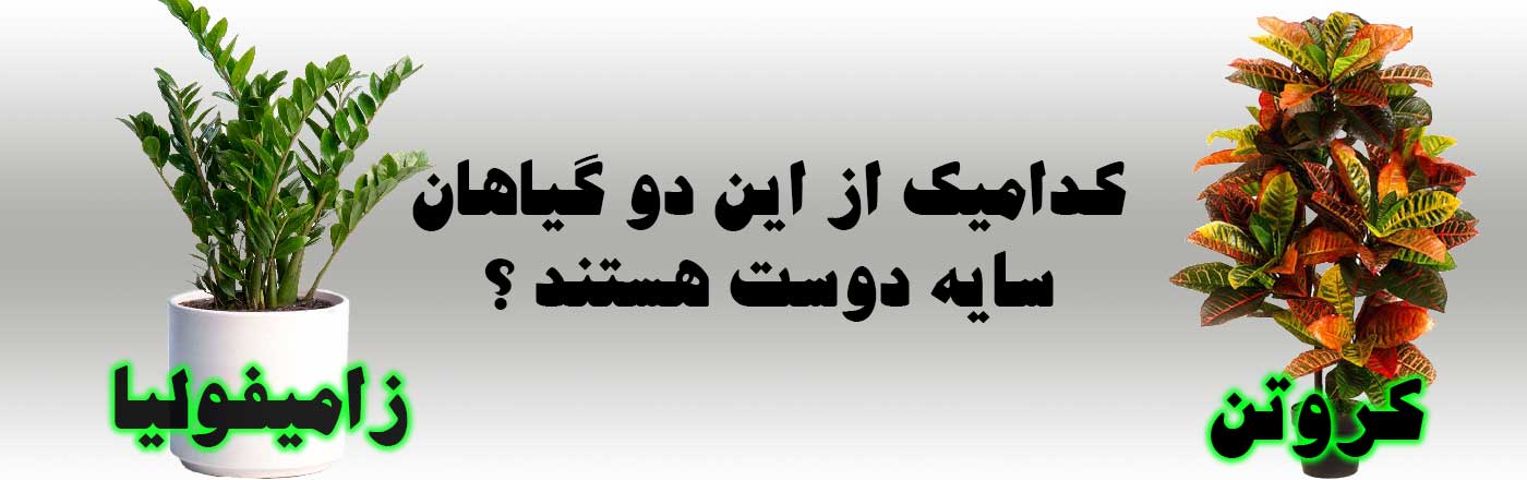 %da%a9%d8%af%d8%a7%d9%85 %db%8c%da%a9 %d8%a7%d8%b2 %d8%a7%db%8c%d9%86 %da%af%db%8c%d8%a7%d9%87%d8%a7%d9%86 %d8%b3%d8%a7%db%8c%d9%87 %d8%af%d9%88%d8%b3%d8%aa %d9%87%d8%b3%d8%aa%d9%86%d8%af %d9%85%d8%b3 - کدام یک از این دو گیاه سایه دوست هستند ؟ زامیفولیا - کروتن
