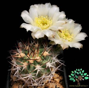 در صورتی که تصویر Acanthocalycium chionantum نمایش داده نشد با تیم پشتیبانی هماهنگ کنید