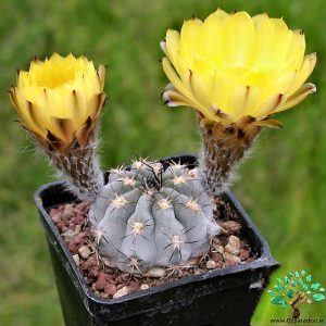 در صورتی که تصویر Acanthocalycium glaucum 1 نمایش داده نشد با تیم پشتیبانی هماهنگ کنید