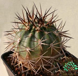 در صورتی که تصویر Acanthocalycium griseum  1 نمایش داده نشد با تیم پشتیبانی هماهنگ کنید