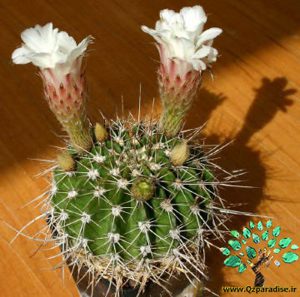 در صورتی که تصویر Acanthocalycium peitscherianum 5 نمایش داده نشد با تیم پشتیبانی هماهنگ کنید