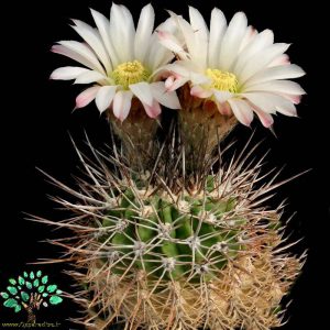 در صورتی که تصویر Acanthocalycium spiniflorum 1 نمایش داده نشد با تیم پشتیبانی هماهنگ کنید