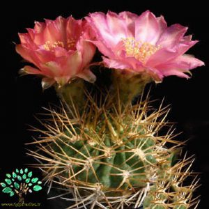 در صورتی که عکس Acanthocalycium thionanthum 4 نمایش داده نشد با تیم پشتیبانی هماهنگ کنید