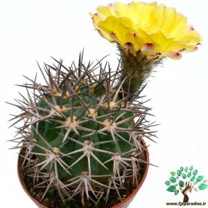 در صورتی که تصویر Acanthocalycium thionanthum var. brevispinum 1 نمایش داده نشد با تیم پشتیبانی هماهنگ کنید