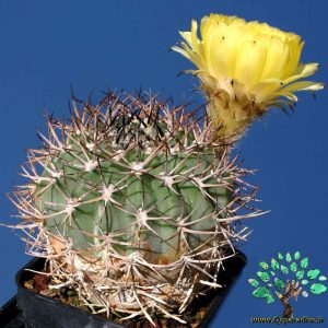 در صورتی که عکس Acanthocalycium thionanthum var. copiapoides 1 نمایش داده نشد با تیم پشتیبانی هماهنگ کنید
