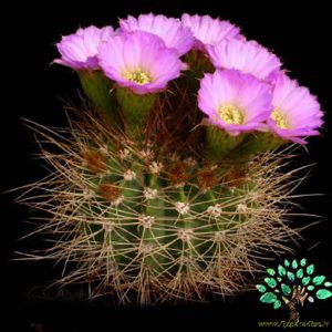 در صورتی که تصویر Acanthocalycium violaceum 5 نمایش داده نشد با تیم پشتیبانی هماهنگ کنید