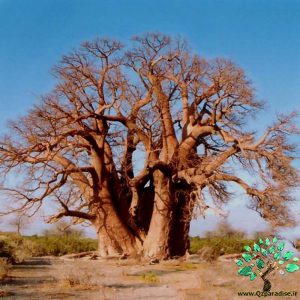 در صورتی که تصویر Adansonia digitata ( Baobab) 2 نمایش داده نشد با تیم پشتیبانی هماهنگ کنید