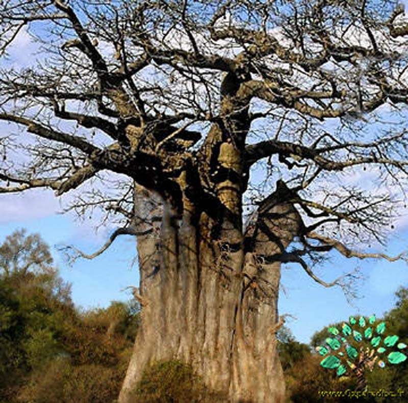 در صورتی که تصویر Adansonia digitata ( Baobab) 3 نمایش داده نشد با تیم پشتیبانی هماهنگ کنید