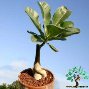 در صورتی که تصویر Adenium boehmianum 3 نمایش داده نشد با تیم پشتیبانی هماهنگ کنید