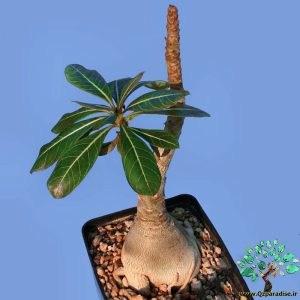 در صورتی که تصویر Adenium socotranum 6 نمایش داده نشد با تیم پشتیبانی هماهنگ کنید