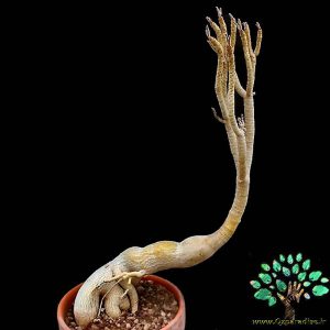در صورتی که تصویر Adenium swazicum 1 نمایش داده نشد با تیم پشتیبانی هماهنگ کنید