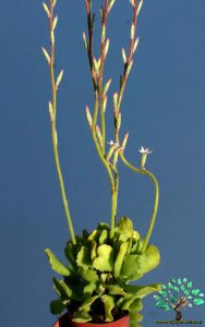 در صورتی که تصویر Adromischus cristatus var. zeyherii 2 نمایش داده نشد با تیم پشتیبانی هماهنگ کنید