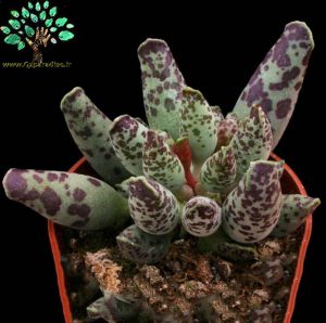 در صورتی که تصویر Adromischus festivus 2 نمایش داده نشد با تیم پشتیبانی هماهنگ کنید