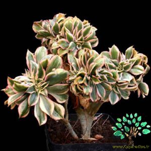 در صورتی که تصویر Aeonium _SUNBURST_ forma cristata 4 نمایش داده نشد با تیم پشتیبانی هماهنگ کنید