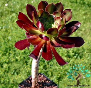 در صورتی که تصویر Aeonium arboreum var. atropurpureum 1 نمایش داده نشد با تیم پشتیبانی هماهنگ کنید