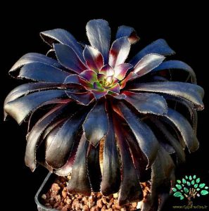 در صورتی که تصویر Aeonium arboreum var. atropurpureum 'Zwartkop' ( Schwarzkopf ) 2 نمایش داده نشد با تیم پشتیبانی هماهنگ کنید