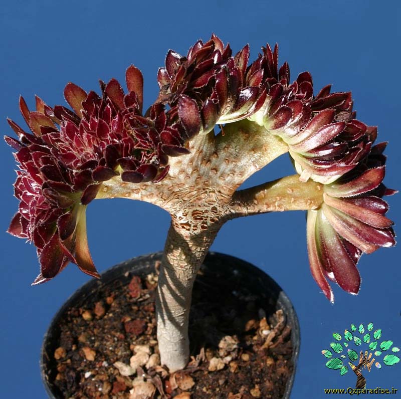 در صورتی که تصویر Aeonium arboreum var. atropurpureum forma cristata 1 نمایش داده نشد با تیم پشتیبانی هماهنگ کنید