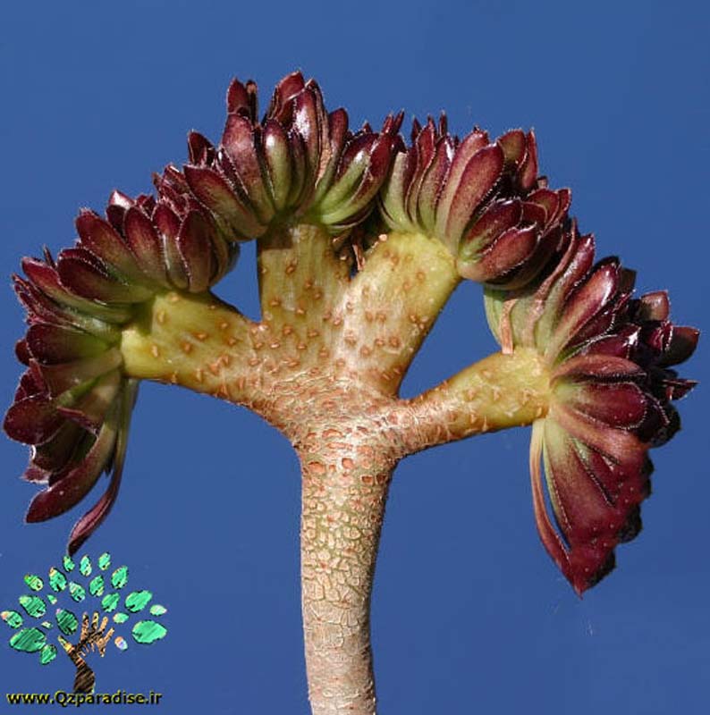 در صورتی که تصویر Aeonium arboreum var. atropurpureum forma cristata 2 نمایش داده نشد با تیم پشتیبانی هماهنگ کنید