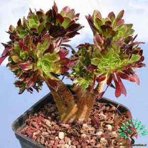 در صورتی که تصویر Aeonium arboreum var. atropurpureum forma cristata 5 نمایش داده نشد با تیم پشتیبانی هماهنگ کنید