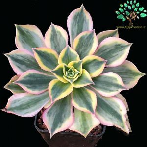 در صورتی که تصویر Aeonium cv SUNBURST 2 نمایش داده نشد با تیم پشتیبانی هماهنگ کنید