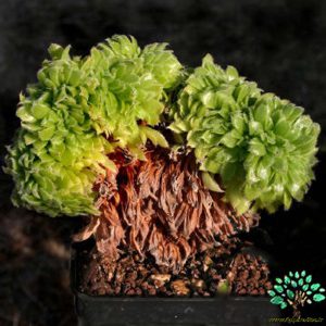در صورتی که تصویر Aeonium tabulaeforme forma cristata 3 نمایش داده نشد با تیم پشتیبانی هماهنگ کنید