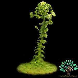 در صورتی که تصویر Aeonium tabulaeforme (tabuliforme) 3 نمایش داده نشد با تیم پشتیبانی هماهنگ کنید