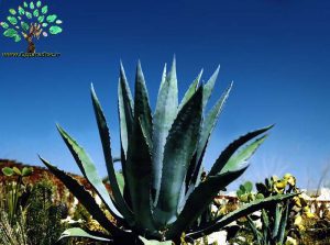 در صورتی که تصویر (Agave americana (4 نمایش داده نشد با تیم پشتیبانی هماهنگ کنید