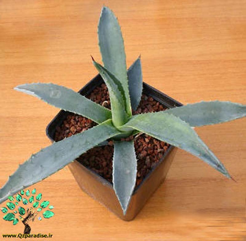 در صورتی که تصویر (Agave americana (5 نمایش داده نشد با تیم پشتیبانی هماهنگ کنید