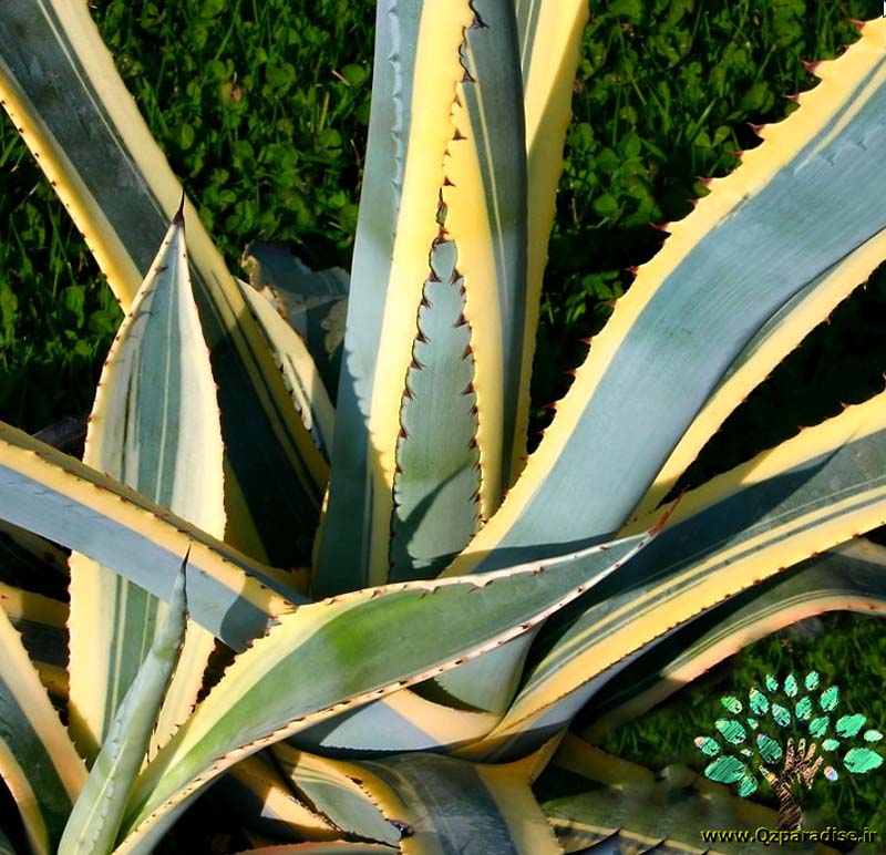 در صورتی که تصویر Agave americana marginata Agave americana marginata 1 نمایش داده نشد با تیم پشتیبانی هماهنگ کنید 