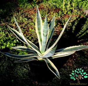 در صورتی که تصویر Agave americana marginata Agave americana marginata 2 نمایش داده نشد با تیم پشتیبانی هماهنگ کنید