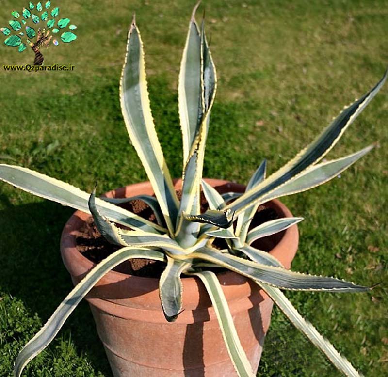 در صورتی که تصویر Agave americana marginata Agave americana marginata 3 نمایش داده نشد با تیم پشتیبانی هماهنگ کنید 