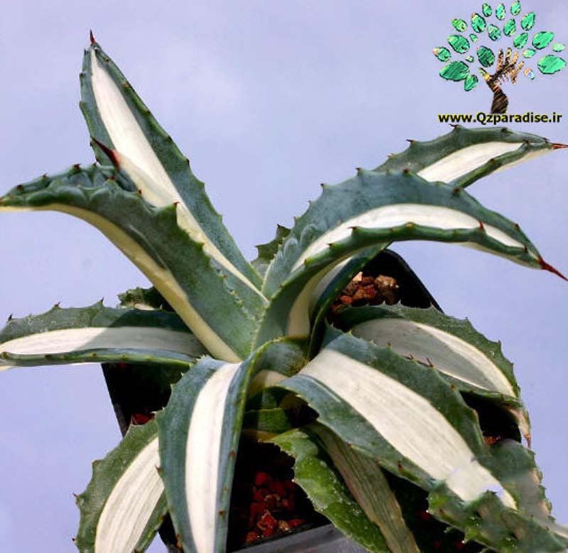 در صورتی که تصویر Agave americana mediopicta alba (medio variegata alba) 2 نمایش داده نشد با تیم پشتیبانی هماهنگ کنید 