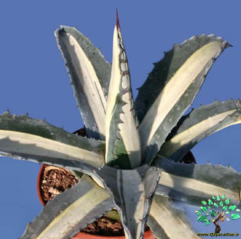 در صورتی که تصویر Agave americana mediopicta alba (medio variegata alba) 3 نمایش داده نشد با تیم پشتیبانی هماهنگ کنید 