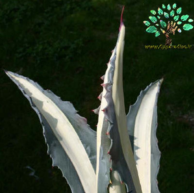 در صورتی که تصویر Agave americana mediopicta alba (medio variegata alba) 4 نمایش داده نشد با تیم پشتیبانی هماهنگ کنید 