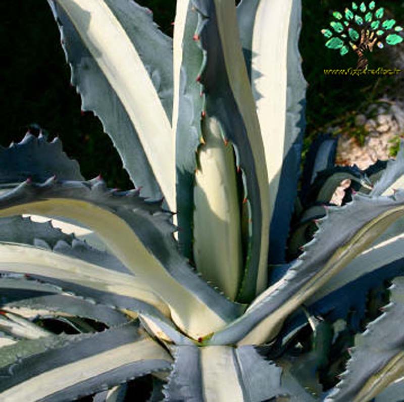 در صورتی که تصویر Agave americana mediopicta alba (medio variegata alba) 5 نمایش داده نشد با تیم پشتیبانی هماهنگ کنید 