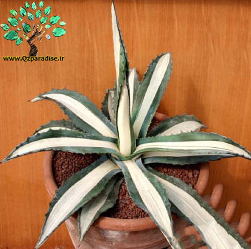 در صورتی که تصویر Agave americana mediopicta alba (medio variegata alba) 6 نمایشداده نشد با تیم پشتیبانی هماهنگ کنید 
