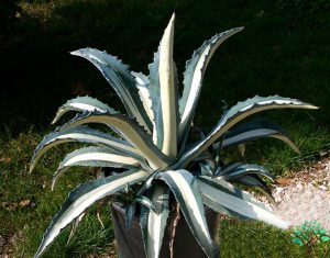 در صورتی که تصویر Agave americana mediopicta alba (medio variegata alba)1 نمایش داده نشد با تیم پشتیبانی هماهنگ کنید
