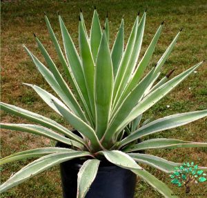 در صورتی که تصویر Agave angustifolia marginata (variegata) 1 نمایش داده نشد با تیم پشتیبانی هماهنگ کنید