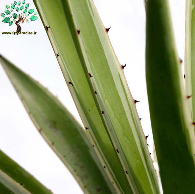 در صورتی که تصویر Agave angustifolia marginat نمایش داده نشد با تیم پشتیبانی هماهنگ کنید