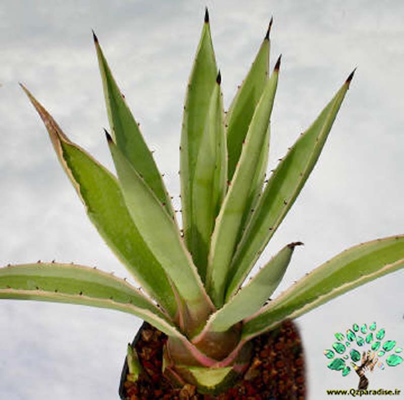 در صورتی که تصویر Agave angustifolia marginata (variegata) 3 نمایش داده نشد با تیم پشتیبانی هماهنگ کنید