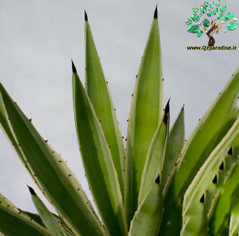 در صورتی که تصویر Agave angustifolia marginata (variegata) 4 نمایش داده نشد با تیم پشتیبانی هماهنگ کنید