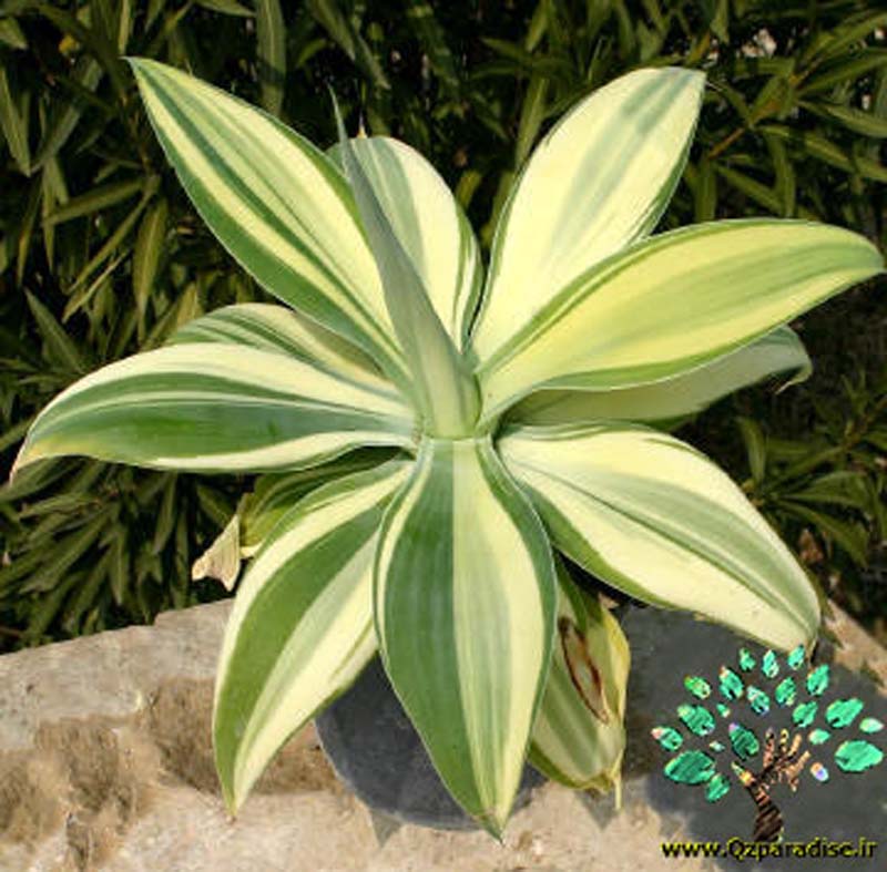 در صورتی که تصویر Agave attenuata 1 نمایش داده نشد با تیم پشتیبانی هماهنگ کنید 