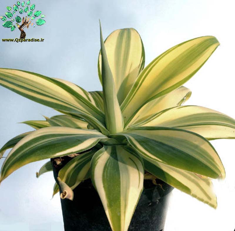 در صورتی که تصویر Agave attenuata forma variegata 2 نمایش داده نشد با تیم پشتیبانی هماهنگ کنید 