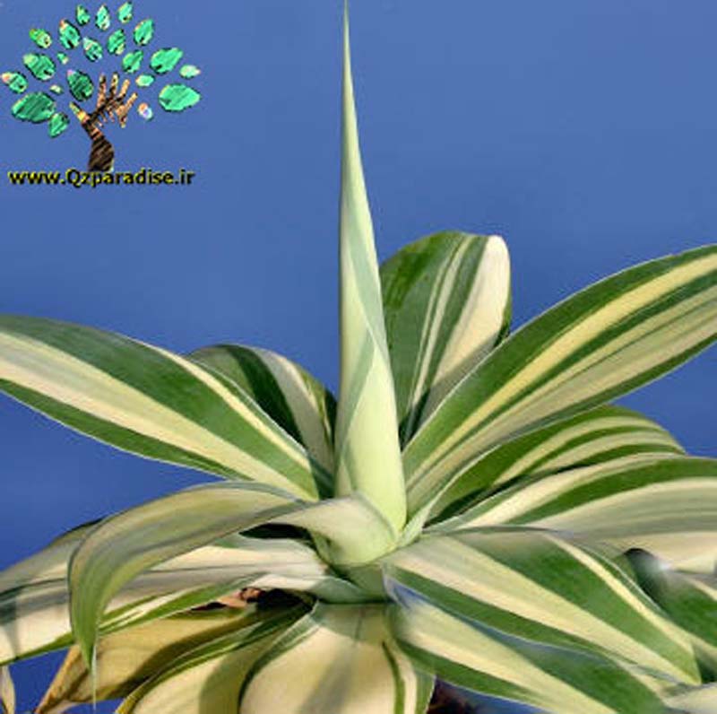 در صورتی که تصویر Agave attenuata forma variegata 3 نمایش داده نشد با تیم پشتیبانی هماهنگ کنید 