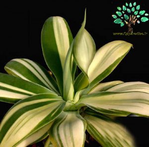 در صورتی که تصویر Agave attenuata forma variegata 4 نمایش داده نشد با تیم پشتیبانی هماهنگ کنید