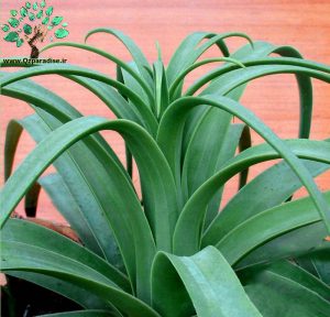 در صورتی که تصویر Agave bracteosa 1 نمایش داده نشد با تیم پشتیبانی هماهنگ کنید