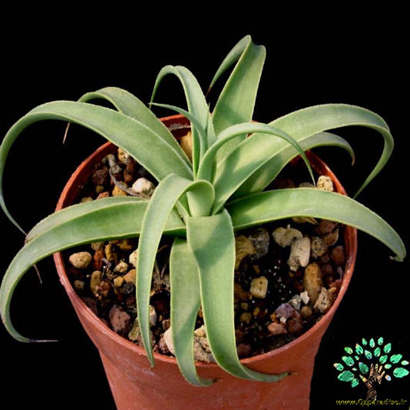 در صورتی که تصویر Agave bracteosa 2 نمایش داده نشد با تیم پشتیبانی هماهنگ کنید