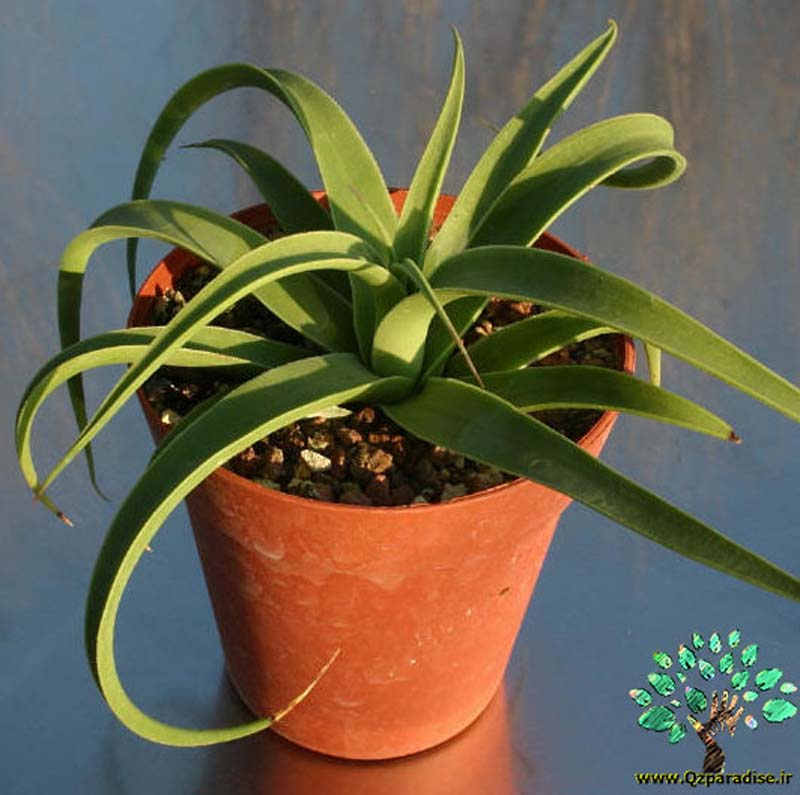 در صورتی که تصویر Agave bracteosa 3 نمایش داده نشد با تیم پشتیبانی هماهنگ کنید