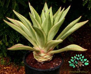 در صورتی که تصویر Agave desmetiana JOE HOAK 1 نمایش داده نشد با تیم پشتیبانی هماهنگ کنید